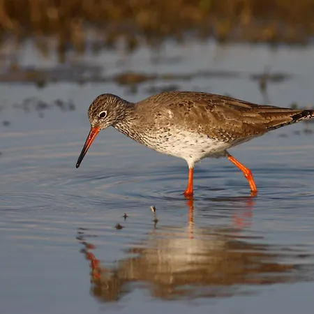 Isola Della Cona - Riserva Naturale Foce Dell'isonzo * Staranzano
