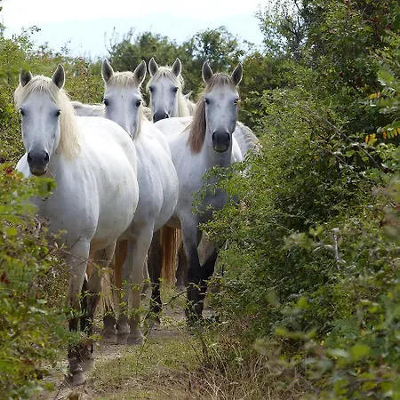 Isola Della Cona - Riserva Naturale Foce Dell'isonzo * Staranzano